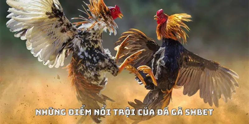 Những điểm nổi trội của đá gà SHBET